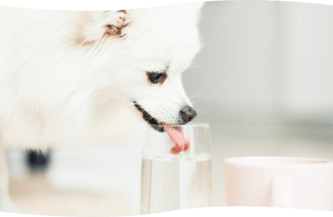 写真：水を飲む犬